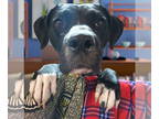 Bullboxer Pit DOG FOR ADOPTION RGADN-1349351 - Leonard - Boxer / Pit Bull