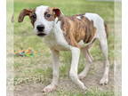 Pointer-Vizsla Mix DOG FOR ADOPTION RGADN-1349392 - Acorn - English Pointer /