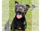 American Pit Bull Terrier Mix DOG FOR ADOPTION RGADN-1349394 - Pecan - Pit Bull