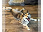 Siberian Husky DOG FOR ADOPTION RGADN-1349407 - Penney - Siberian Husky (medium