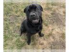 Rottweiler-American Pit Bull Terrier DOG FOR ADOPTION RGADN-1349423 - TITAN -