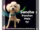 Bichon Frise-Poodle (Standard) Mix DOG FOR ADOPTION RGADN-1349439 - Sancho -
