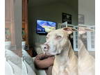 American Pit Bull Terrier-Weimaraner Mix DOG FOR ADOPTION RGADN-1349475 - Maggie