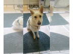 Mix DOG FOR ADOPTION RGADN-1349508 - Balsam - White German Shepherd (long