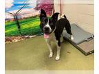 American Pit Bull Terrier Mix DOG FOR ADOPTION RGADN-1349514 - KODAK - Pit Bull