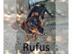 German Pinscher Mix DOG FOR ADOPTION RGADN-1349516 - Rufus - German Pinscher /