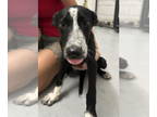 Border Collie Mix DOG FOR ADOPTION RGADN-1349517 - Vladimir - Border Collie /