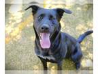 Labrador Retriever DOG FOR ADOPTION RGADN-1349527 - POOH - Labrador Retriever