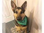German Shepherd Dog DOG FOR ADOPTION RGADN-1349548 - Jasper - German Shepherd