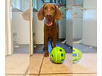 Mountain Cur-Vizsla Mix DOG FOR ADOPTION RGADN-1349601 - Harper - Vizsla /