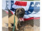 Mastiff Mix DOG FOR ADOPTION RGADN-1349610 - Capone - Mastiff / Cane Corso
