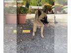 Akita-German Shepherd Dog Mix DOG FOR ADOPTION RGADN-1349619 - HANNAH - Akita /