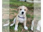 Great Pyrenees-Huskies Mix DOG FOR ADOPTION RGADN-1349639 - Jeanette - Great