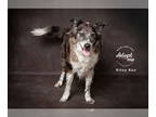 Australian Shepherd Mix DOG FOR ADOPTION RGADN-1349645 - Riley Rae *fee/contract