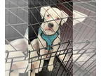 Boxer DOG FOR ADOPTION RGADN-1349651 - Luna - Boxer (short coat) Dog For