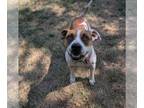 Bullboxer Pit DOG FOR ADOPTION RGADN-1349663 - Laverne - American Pit Bull