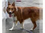 Australian Shepherd-Collie Mix DOG FOR ADOPTION RGADN-1349682 - Cooper - Collie