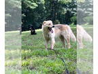 Retriever Mix DOG FOR ADOPTION RGADN-1349708 - Ralph - Retriever / Mixed (medium