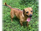 Dachshund Mix DOG FOR ADOPTION RGADN-1349710 - Slinky - Dachshund / Mixed (short