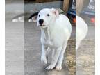 Beagle Mix DOG FOR ADOPTION RGADN-1349725 - Chip - Australian Cattle Dog/Blue