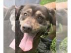 Labrador Retriever DOG FOR ADOPTION RGADN-1349742 - Leah - Labrador Retriever
