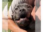 American Staffordshire Terrier DOG FOR ADOPTION RGADN-1349743 - Twila - American
