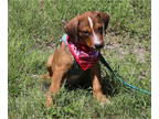 Labbe DOG FOR ADOPTION RGADN-1349745 - Fortune - Labrador Retriever / Beagle /