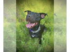 Italian Greyhound-Labrador Retriever Mix DOG FOR ADOPTION RGADN-1349746 - Sora -