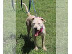 Airedale Terrier-Irish Terrier Mix DOG FOR ADOPTION RGADN-1349763 - Jazz -