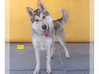 German Shepherd Dog-Siberian Husky Mix DOG FOR ADOPTION RGADN-1349807 - LYLA -