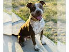 American Pit Bull Terrier-Pointer Mix DOG FOR ADOPTION RGADN-1349809 - whiskey -