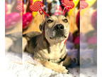 Labrador Retriever Mix DOG FOR ADOPTION RGADN-1349818 - Lucy Lou - Labrador