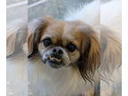 Pekingese Mix DOG FOR ADOPTION RGADN-1349828 - Henry - Pekingese / Mixed (long