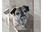 Pug DOG FOR ADOPTION RGADN-1349829 - Buttons - Pug (short coat) Dog For Adoption