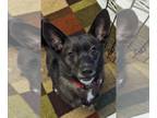 Schipperke DOG FOR ADOPTION RGADN-1349830 - Jake - Schipperke (short coat) Dog