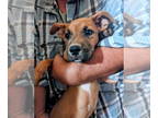 Black Mouth Cur Mix DOG FOR ADOPTION RGADN-1349842 - XANDER (zander mander