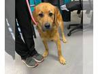 Beagle-Retriever Mix DOG FOR ADOPTION RGADN-1349843 - Lorado - Retriever /