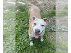 American Pit Bull Terrier DOG FOR ADOPTION RGADN-1349853 - Ally (Momma) - Pit