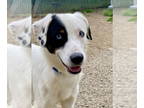 Border Collie Mix DOG FOR ADOPTION RGADN-1349856 - Horton - Border Collie /