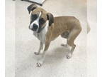 Boxer DOG FOR ADOPTION RGADN-1349865 - CHOWDER - Super sweet and gentle - Boxer