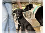 Border Collie Mix DOG FOR ADOPTION RGADN-1349867 - Brixton - Border Collie /