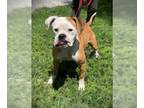 Boxer DOG FOR ADOPTION RGADN-1349877 - WILLOW - Boxer (medium coat) Dog For