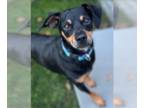 Chipin DOG FOR ADOPTION RGADN-1349921 - Beau in RI - Miniature Pinscher /