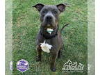 American Pit Bull Terrier Mix DOG FOR ADOPTION RGADN-1349932 - QUESO - Pit Bull