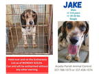 Beagle DOG FOR ADOPTION RGADN-1349940 - Athos - Beagle (medium coat) Dog For