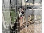 Anatolian Shepherd DOG FOR ADOPTION RGADN-1349950 - JENNER - Anatolian Shepherd