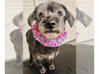 Shih Tzu Mix DOG FOR ADOPTION RGADN-1349951 - MOXIE - Shih Tzu / Mixed (medium