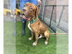 Dogue de Bordeaux DOG FOR ADOPTION RGADN-1349953 - Chevy - Dogue de Bordeaux Dog