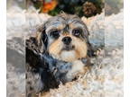 Shih Tzu DOG FOR ADOPTION RGADN-1349982 - Babette - Shih Tzu (medium coat) Dog
