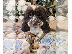 Cocker Spaniel DOG FOR ADOPTION RGADN-1349983 - Chelsea - Cocker Spaniel (medium